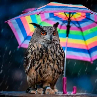 ☂️