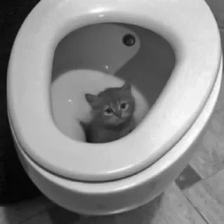 🐈‍⬛️