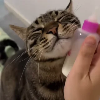 🐈‍⬛️