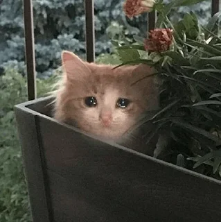 🥺