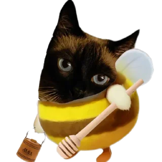 🐱