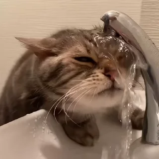 🐈‍⬛️