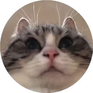 😺