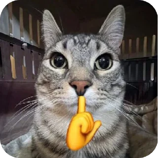 🐱