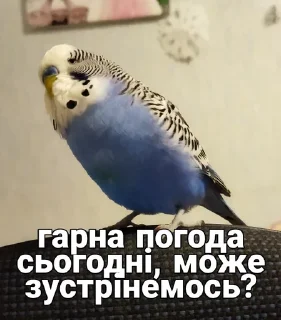 🐦