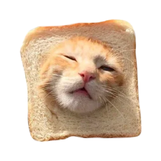 🐱