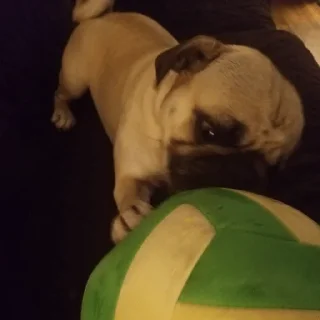🐶