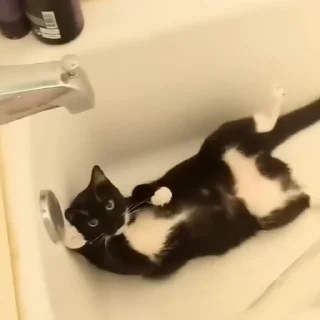 🐈