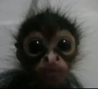 🐒