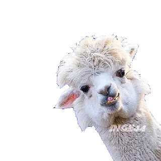 🦙