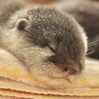 😴