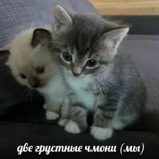 🐱