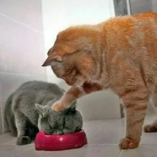 🐈