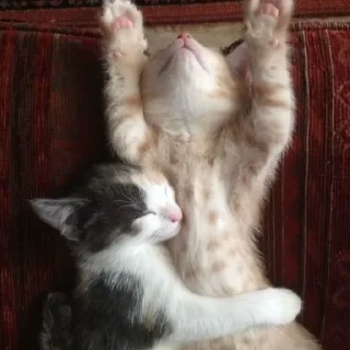 🐾