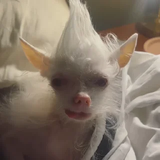 🐶