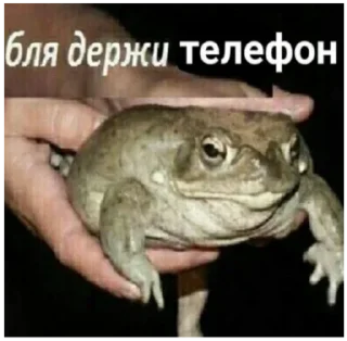 🐸