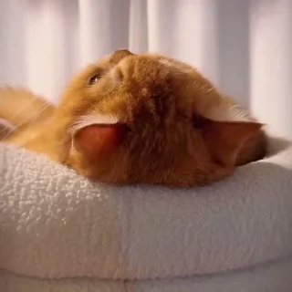 🤩