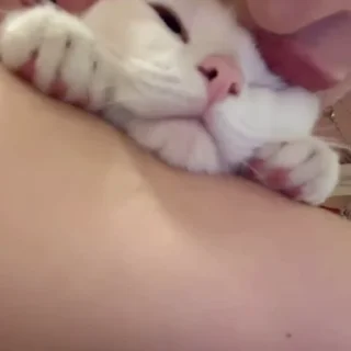 🐈