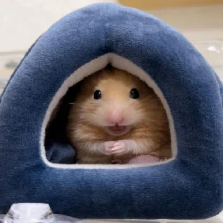 🐹