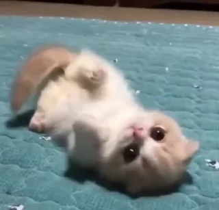 🌟