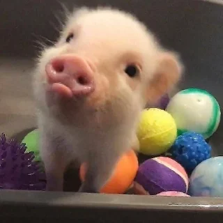 🥺