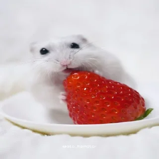 🐹