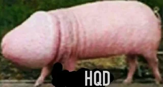 🐖