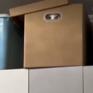 Котики @stickroom
