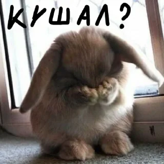 🐰