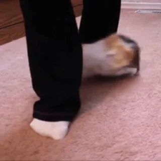 🐹