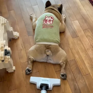 🐶