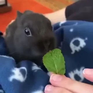 🥛