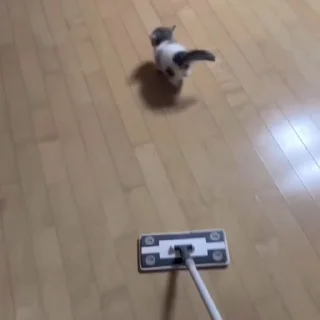 🐈‍⬛️