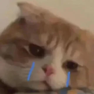 😿