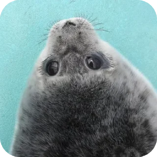 🥺