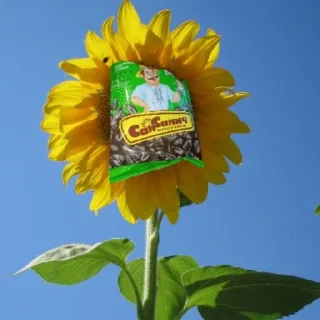 🌻