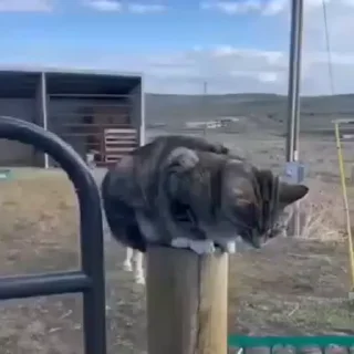 🐈
