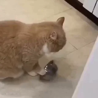 Bigkittypack