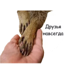 ✌