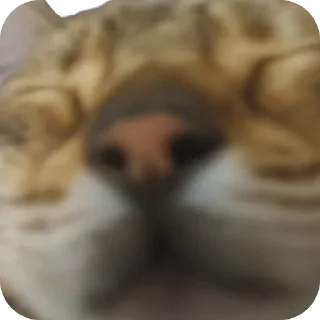 🐱