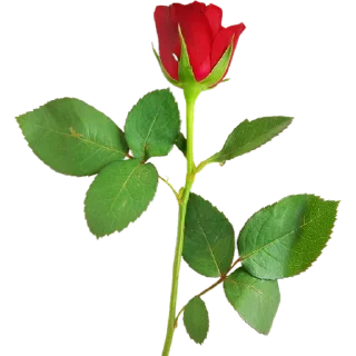 🥀