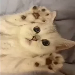 😻