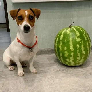 🍉