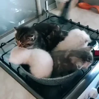 🥙