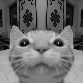 🐈‍⬛️