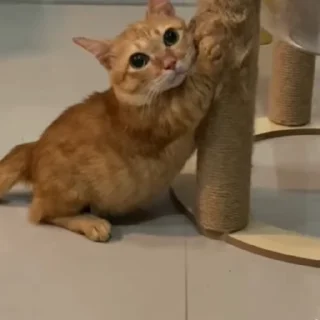 🤪