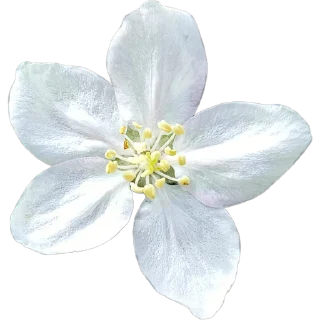 🌸