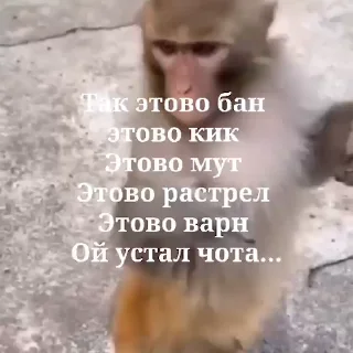 🐵