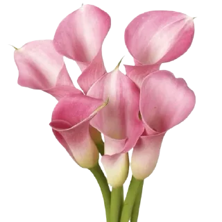 🌸