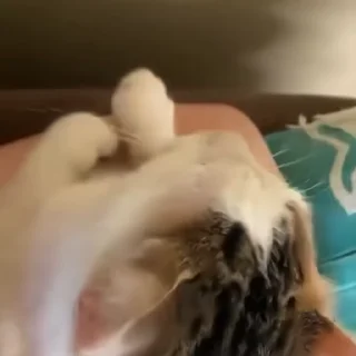 🐈‍⬛️
